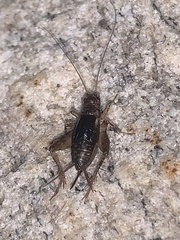 Eunemobius carolinus