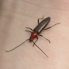 Stenosphenus dolosus