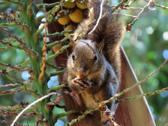 Sciurus aestuans ingrami