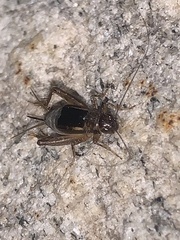Eunemobius carolinus
