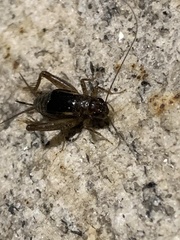 Eunemobius carolinus