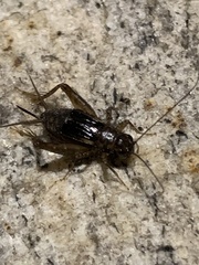 Eunemobius carolinus