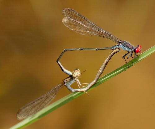 Cherry-eye Sprite