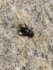 Eunemobius carolinus