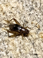Eunemobius carolinus