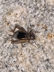 Eunemobius carolinus