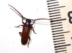 Anisarthrini