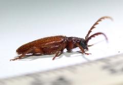 Anisarthrini