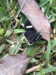 Melanis leucophlegma