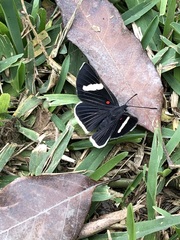 Melanis leucophlegma