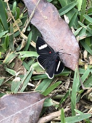 Melanis leucophlegma