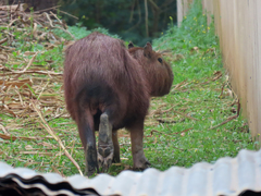 Hydrochoerus hydrochaeris