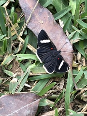 Melanis leucophlegma