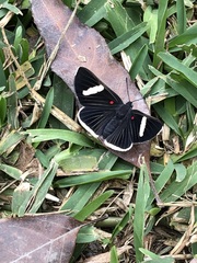 Melanis leucophlegma