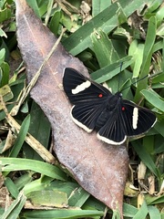 Melanis leucophlegma