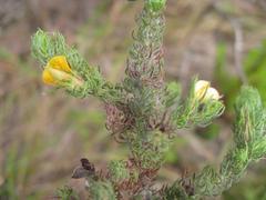 Aspalathus asparagoides asparagoides