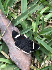 Melanis leucophlegma