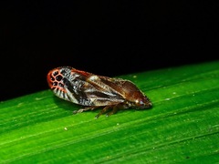 Thoodzata princeps