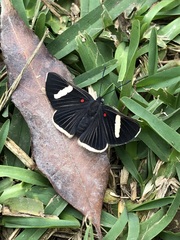 Melanis leucophlegma