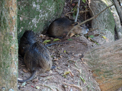Myocastor coypus