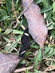 Melanis leucophlegma