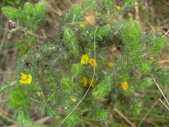 Aspalathus asparagoides asparagoides