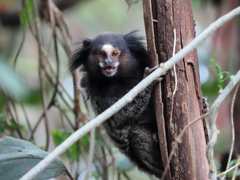 Callithrix penicillata