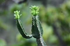 Euphorbia royleana