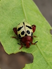 Notozona histrionica