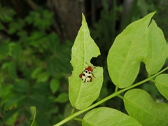 Notozona histrionica