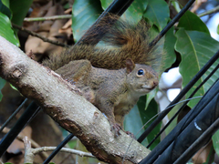 Sciurus aestuans ingrami