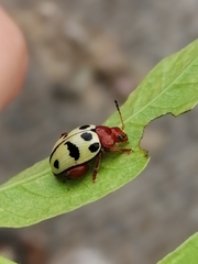 Notozona histrionica