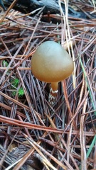 Psilocybe aucklandiae