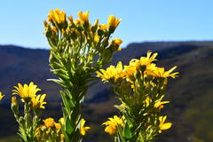 Osteospermum corymbosum