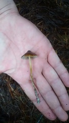 Psilocybe aucklandiae