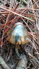 Psilocybe aucklandiae