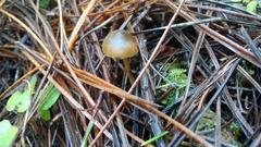 Psilocybe aucklandiae