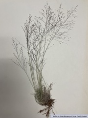 Muhlenbergia torreyi