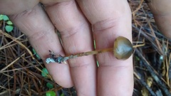 Psilocybe aucklandiae