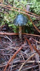 Psilocybe aucklandiae