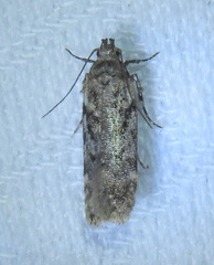 Chionodes obscurusella