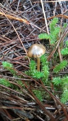 Psilocybe aucklandiae