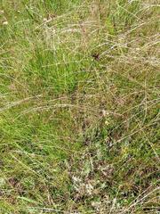 Cyperus oakfortensis