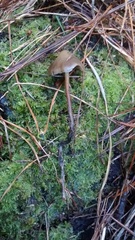 Psilocybe aucklandiae