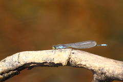 Pseudagrion deningi