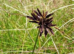 Cyperus oakfortensis