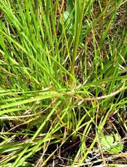 Cyperus oakfortensis