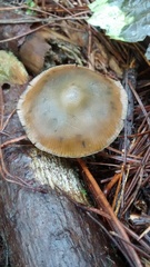 Psilocybe aucklandiae