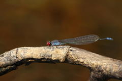 Pseudagrion sublacteum sublacteum