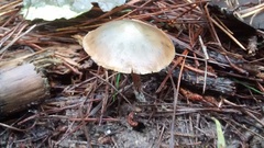 Psilocybe aucklandiae